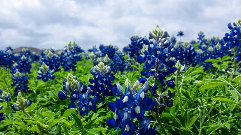 Seeding Shopee Concept