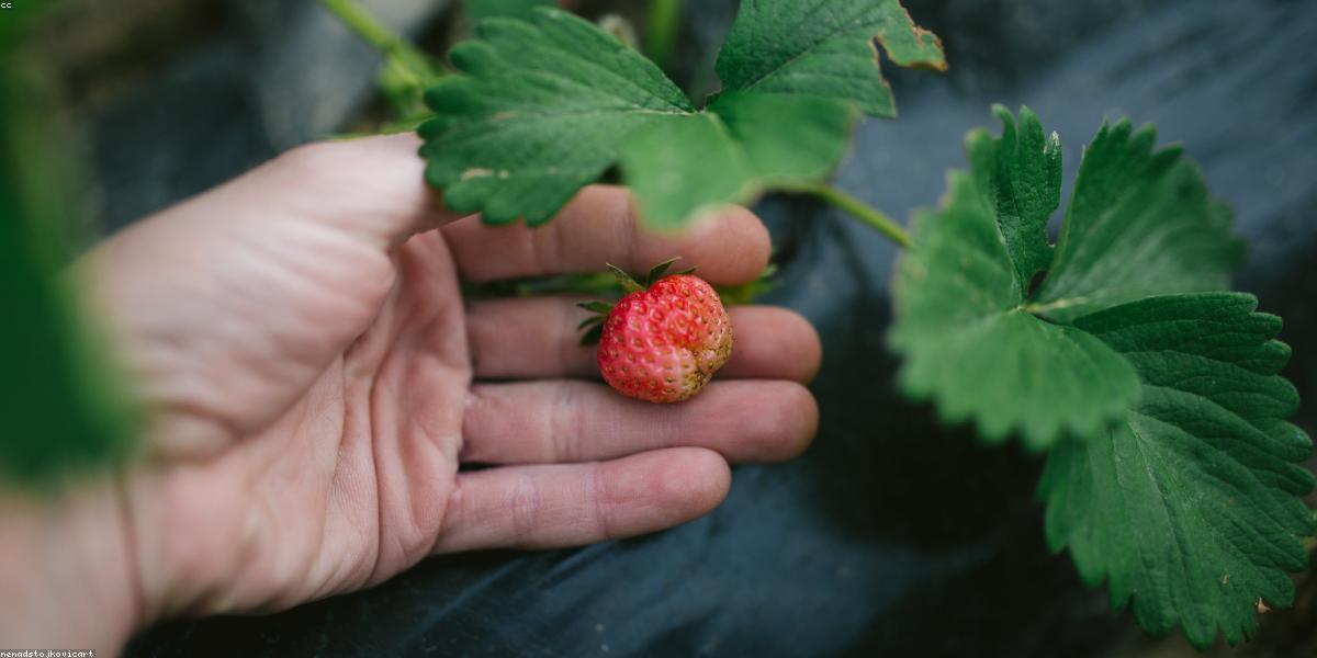 Thực phẩm hữu cơ tươi ngon tại GreenLeaf Organic