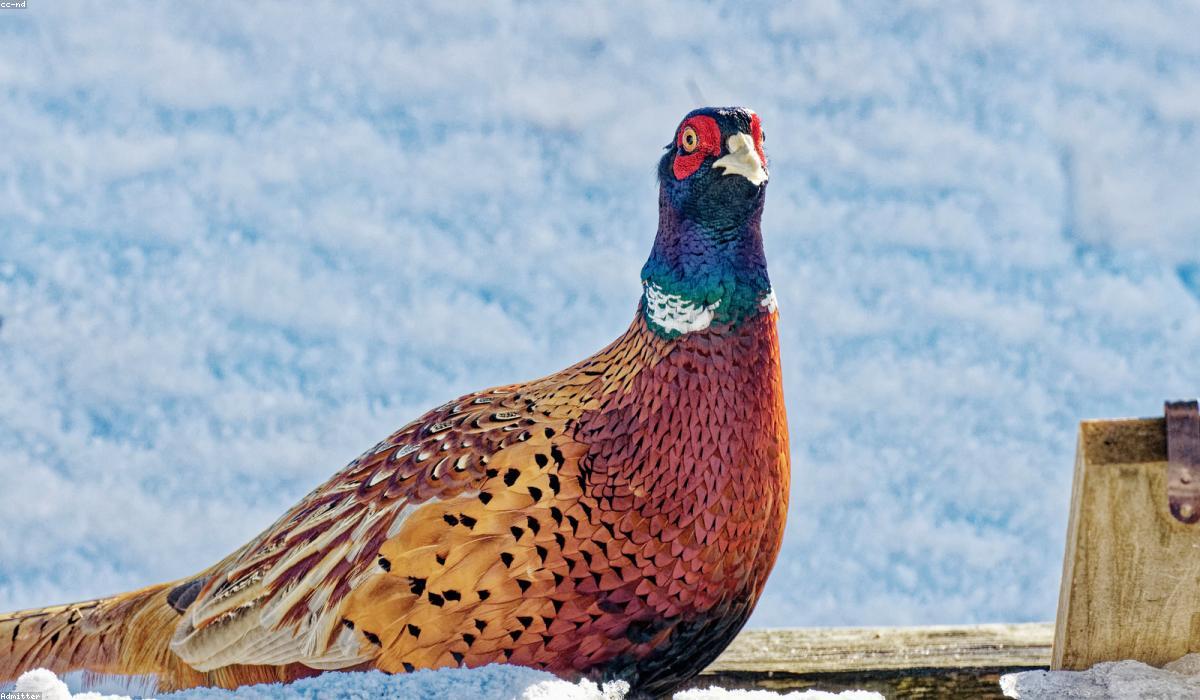 Cận cảnh chế tác nhẫn kim cương