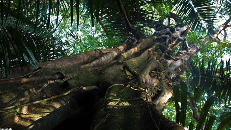 Thử nghiệm độ tinh khiết của mật ong