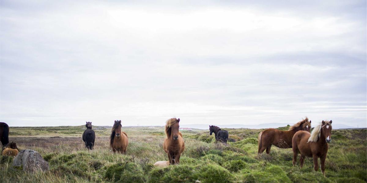 Tủ bảo quản Bespoke Platinum 2026