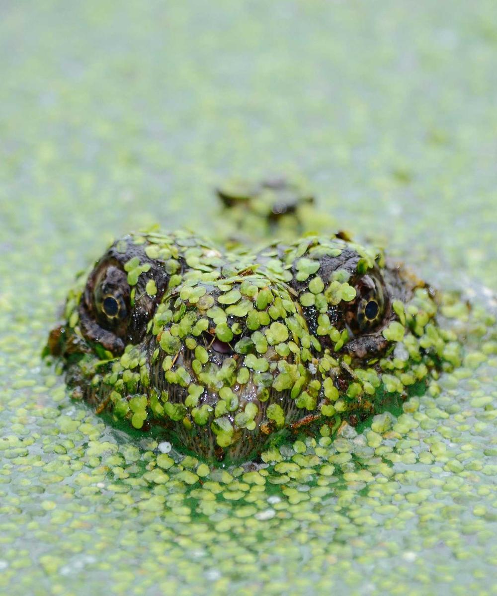 Inside the Mycelium root structure