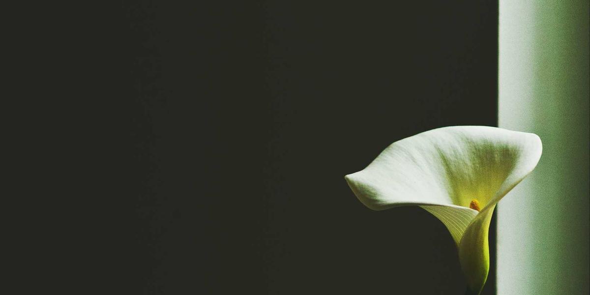 Showroom Trần Anh Beautiful