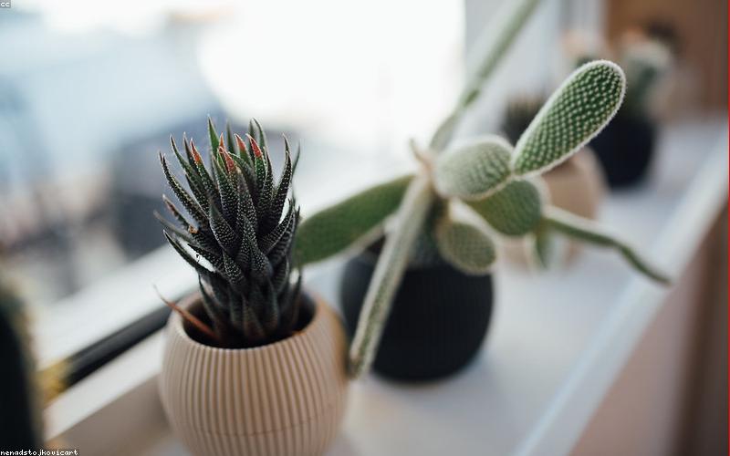 Không gian sống xanh mướt với cây cảnh trong nhà