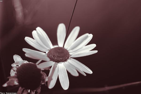 Cận cảnh đầu kim máy hát