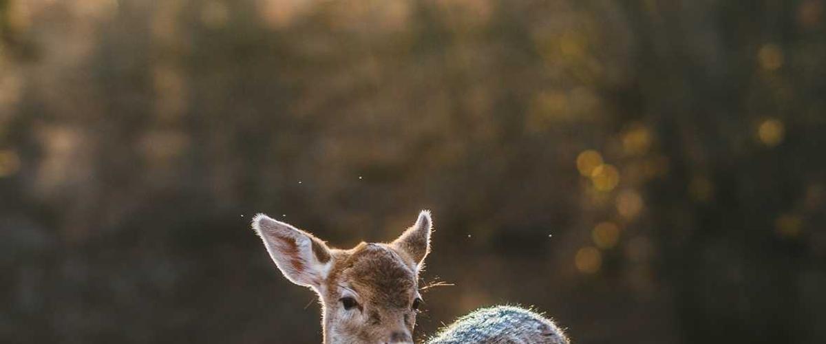 Chart tăng trưởng 2026