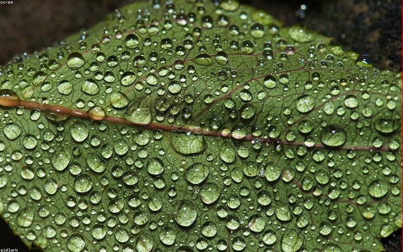 Chiết xuất tinh dầu tự nhiên