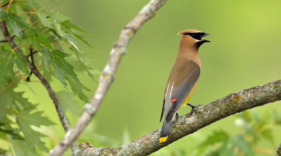 Tranh trang trí phong cách Wabi-sabi