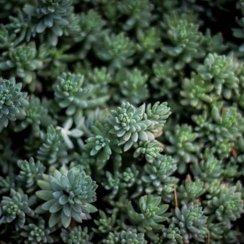 Phấn Nước Trang Điểm 2026 Cushion Bio 3