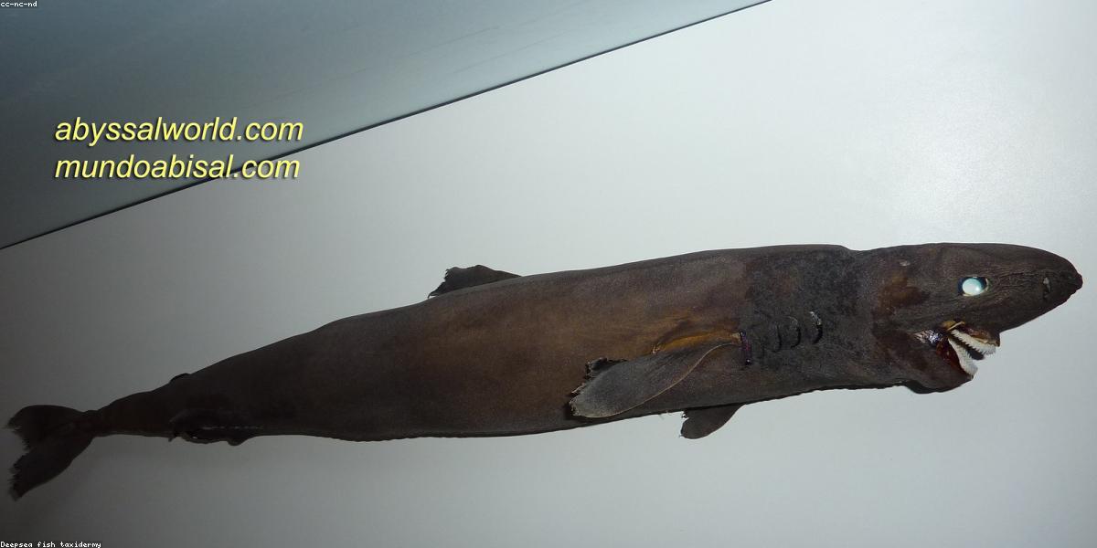 Thợ lặn khám phá rặng san hô