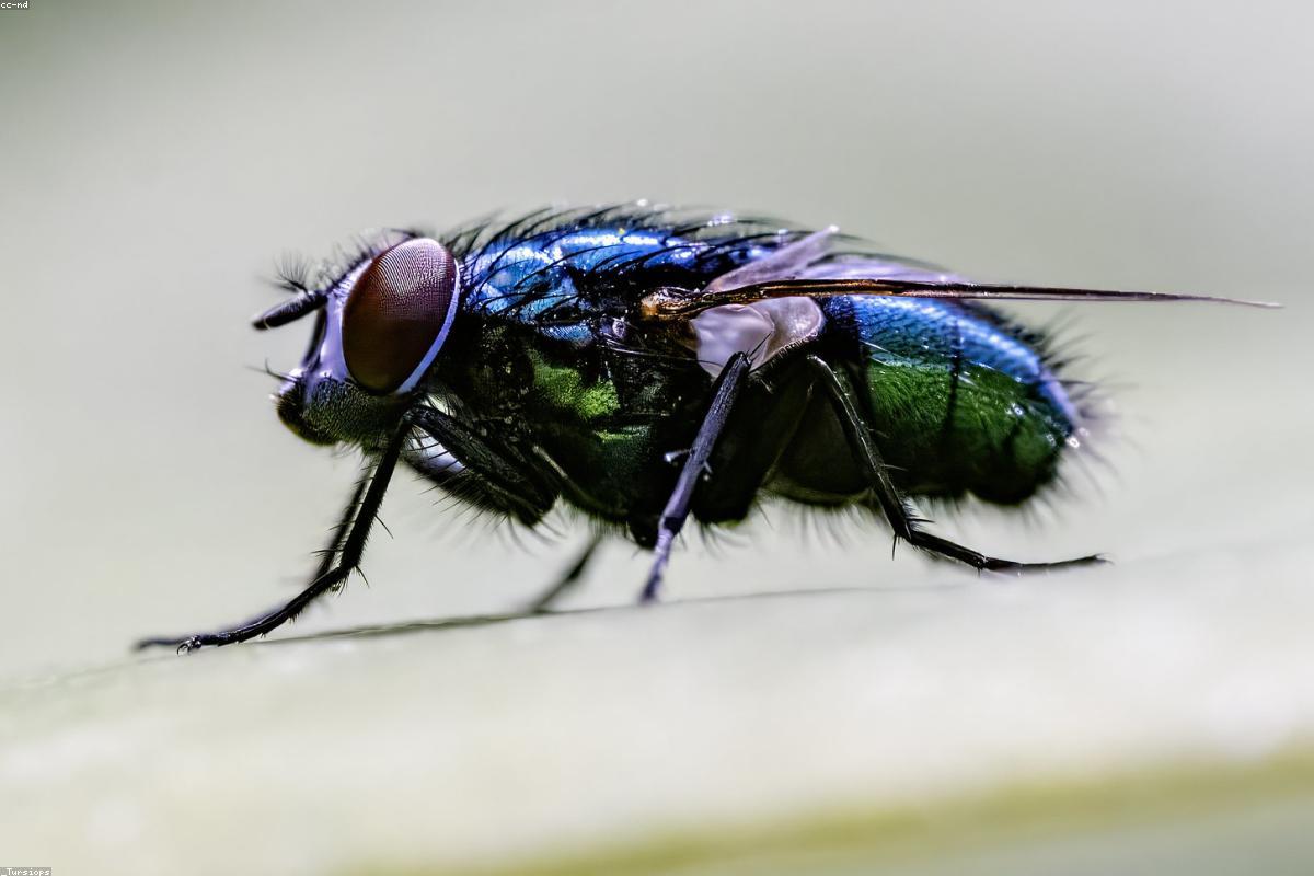 Chai nước hoa độc bản thủ công