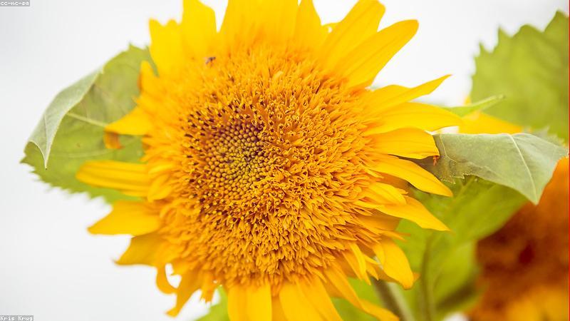 Biểu đồ tăng trưởng doanh nghiệp khi dùng AI