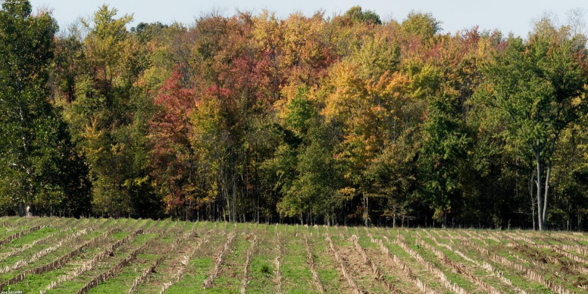 Thu hoạch rau củ tươi tại trang trại