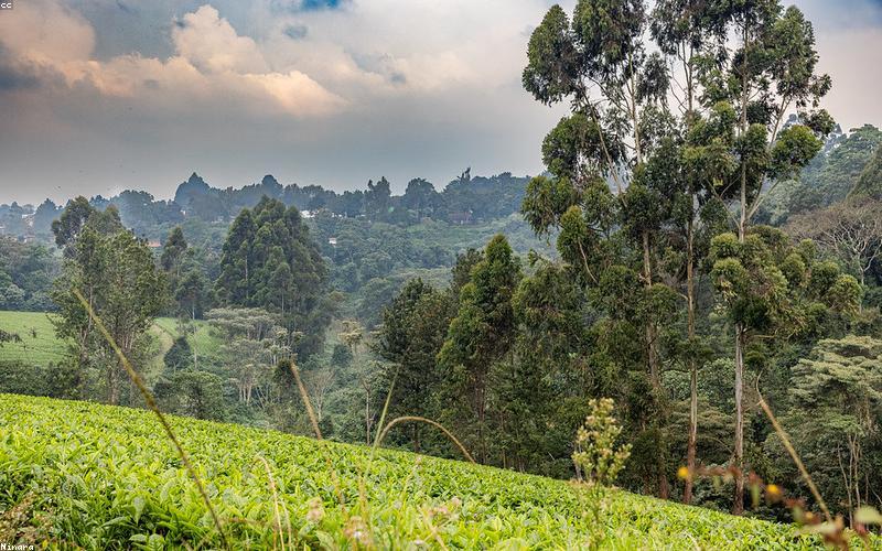 Đồi trà cổ thụ trên vùng núi cao