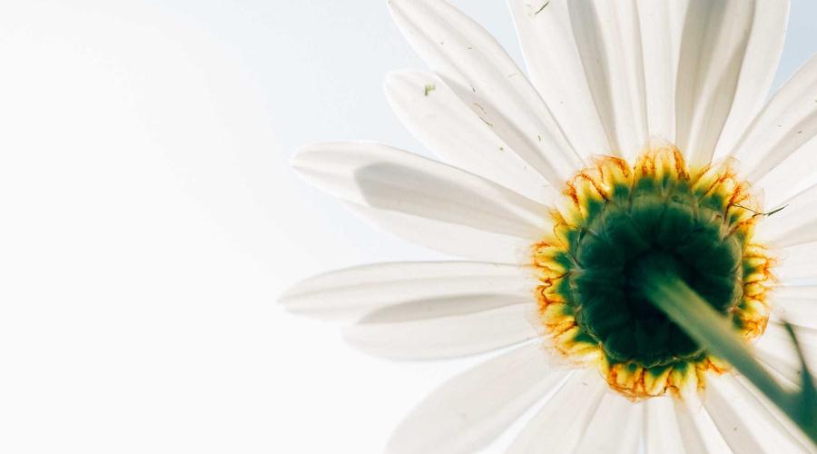 Incident Response Plan