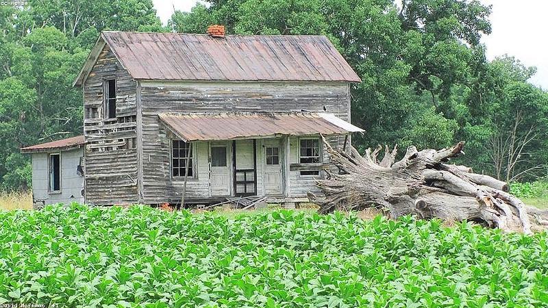 Cánh đồng thuốc lá tại Nicaragua