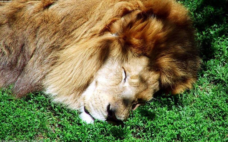 Thời trang đồng điệu gia đình và pet