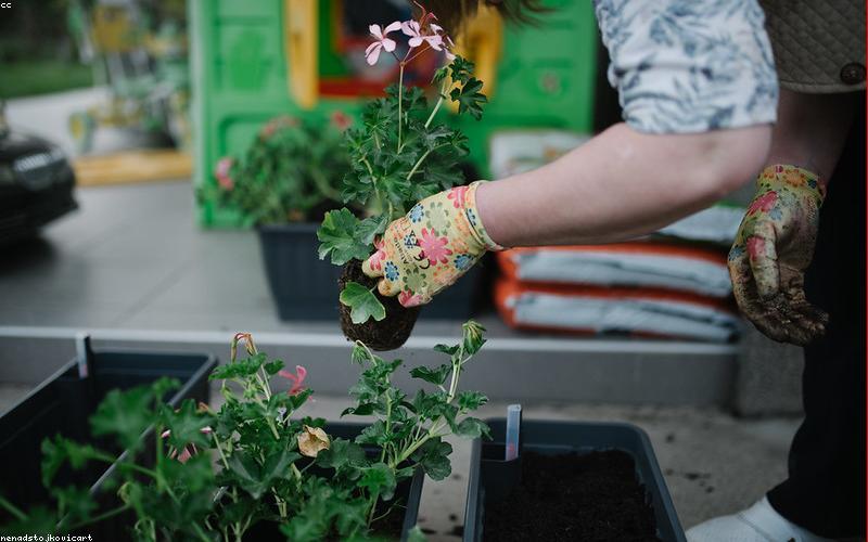 Kỹ thuật cắt gốc hoa chuyên nghiệp