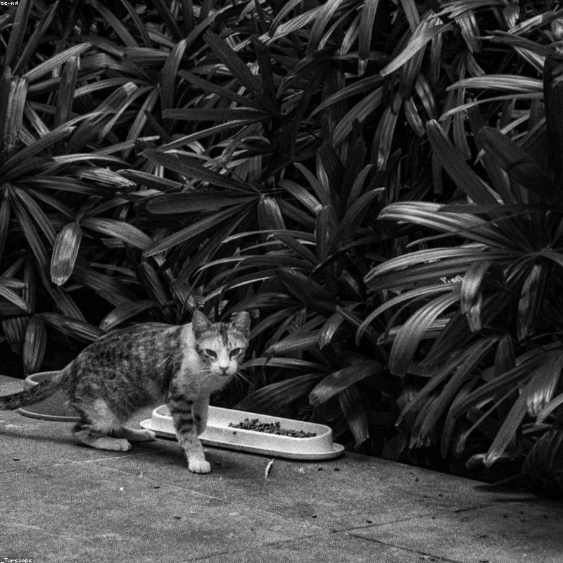 Rãnh thoát nước thớt tre