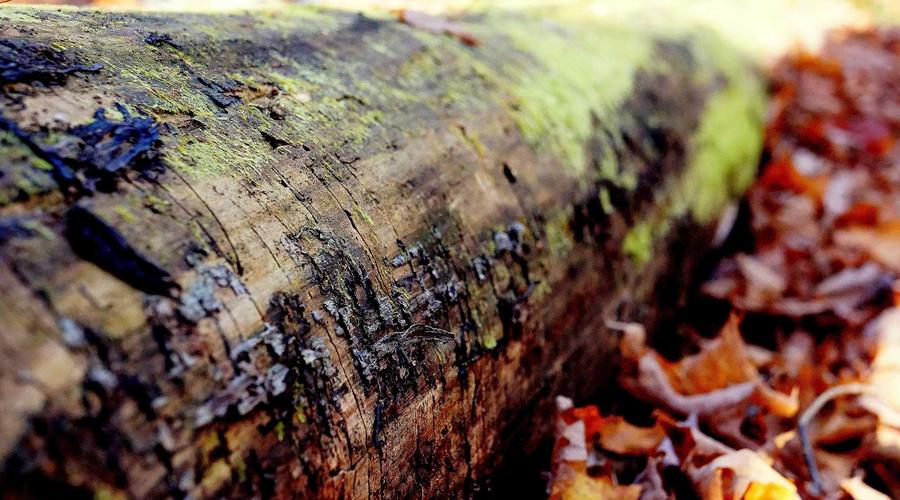 Công nghệ phòng lab phục hồi thanh quản