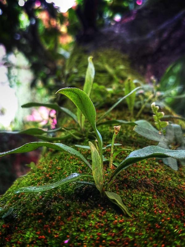 ASUS Zenbook Fold 2026