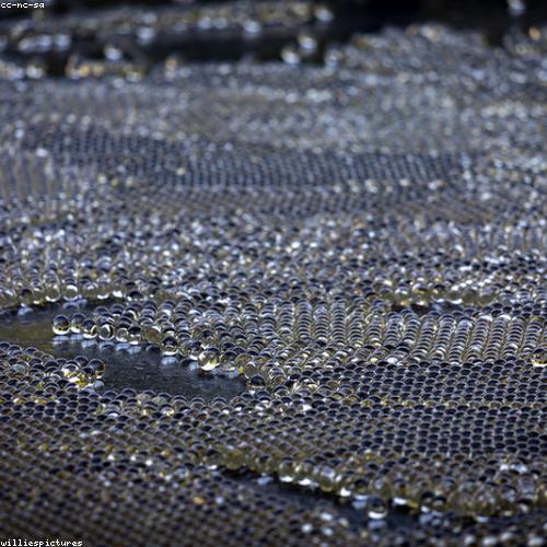 Chi tiết gỗ Mahogany