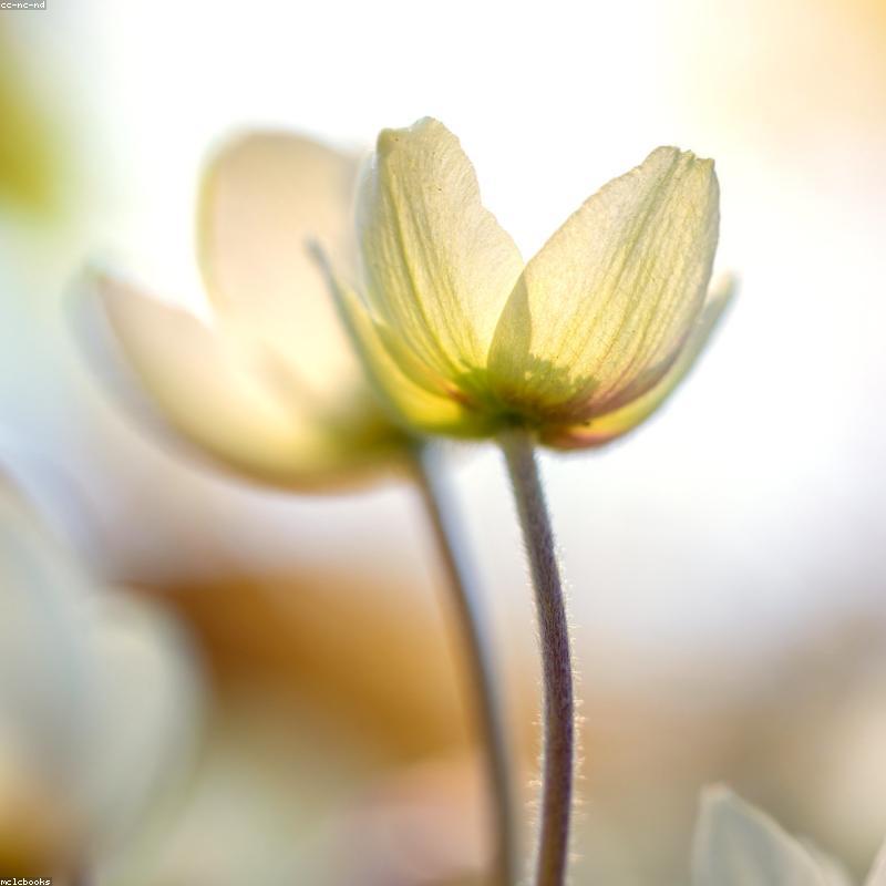 Viên Sáp Thơm Mix Thảo Mộc