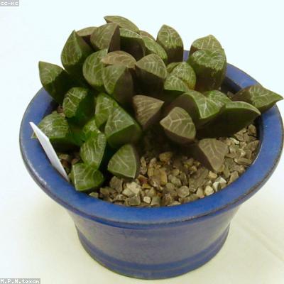 Xương rồng thanh sơn