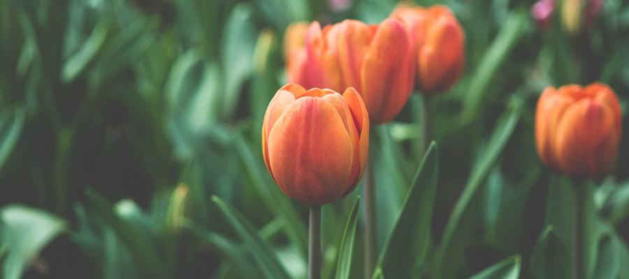 Cá nhân hóa trà sữa 2026