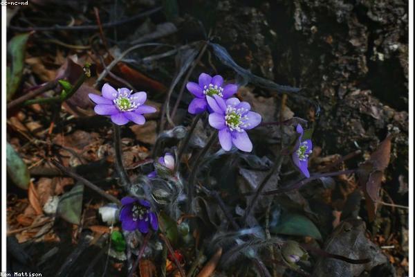 Cận cảnh vân sáp ong