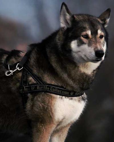 Tulip Vàng Nắng Ombre