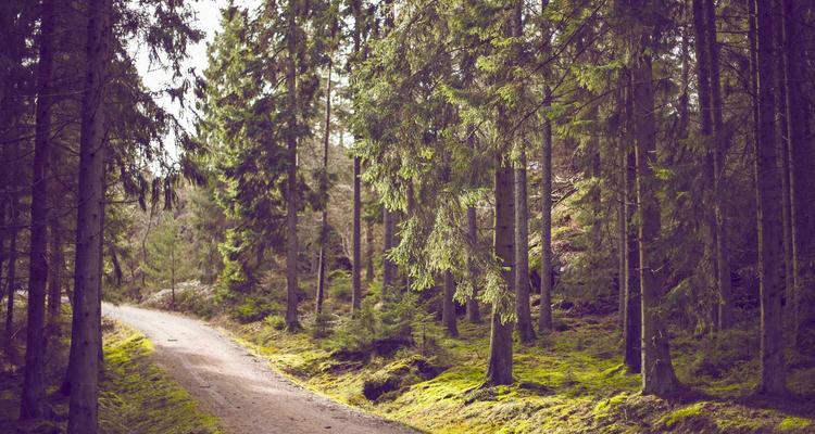 Dòng robot chữa lành xu hướng 2026