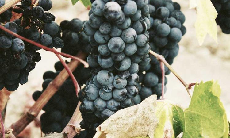 Váy đầm cho chó Poodle 2026