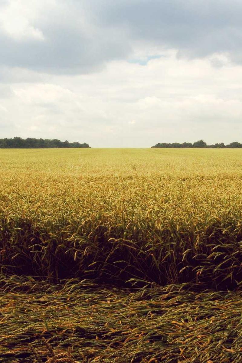 Haircare Science - Balayage light diffusion