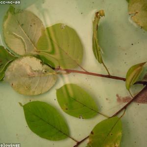 Camera kính hiển vi