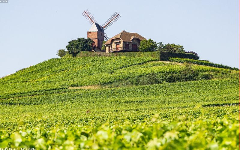 Cánh đồng nho Champagne hữu cơ