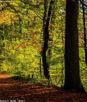 Cây xanh trong quán