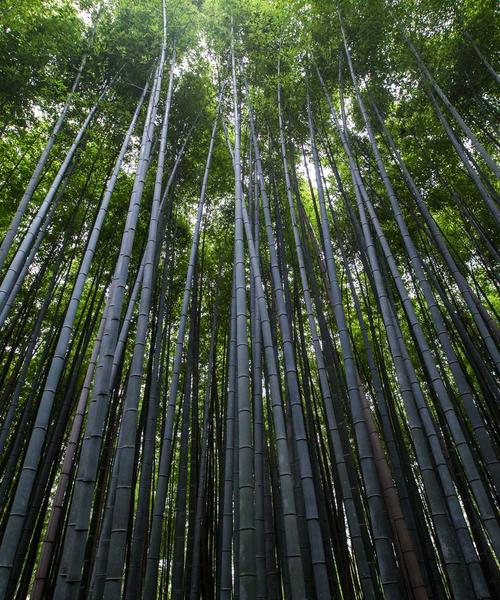 Tinh chất phục hồi