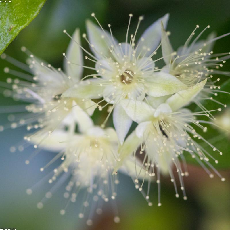 Camera Tracking AI AVer TR313