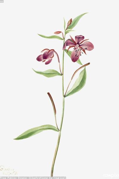 Cảm hứng thiên nhiên