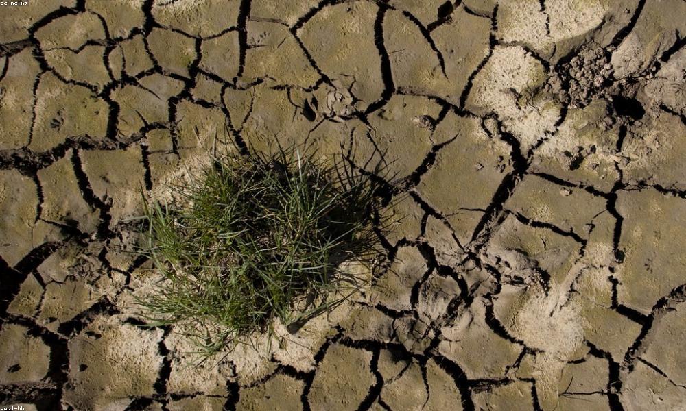 Đất trồng cây cảnh