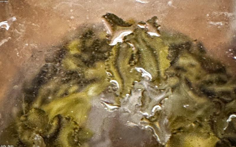 Lá trà Oolong sau khi nở