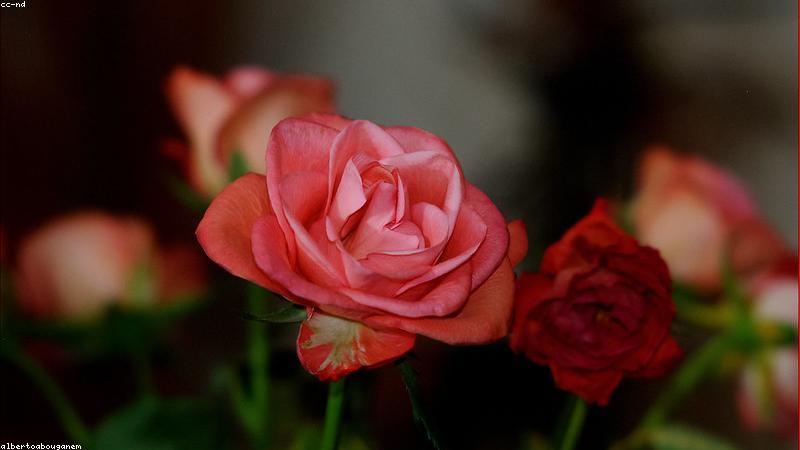 Developer using AI Copilot