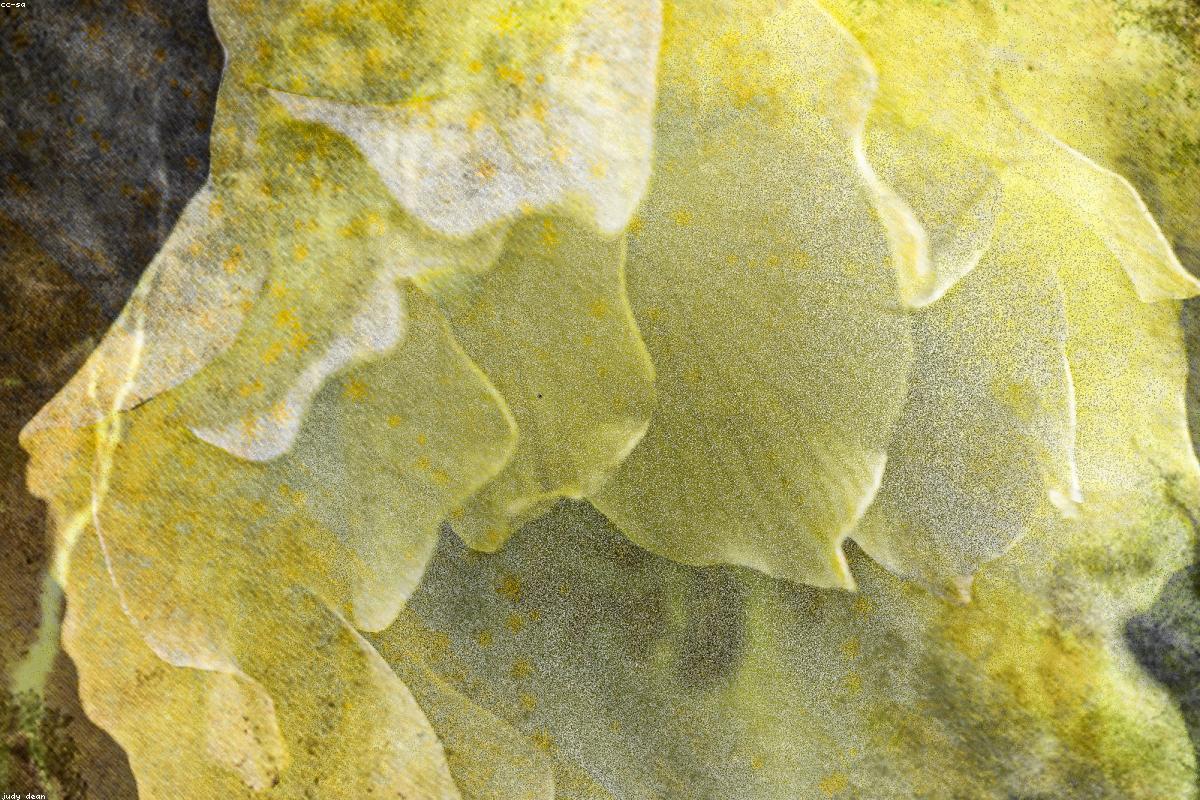 Chi tiết vải lụa