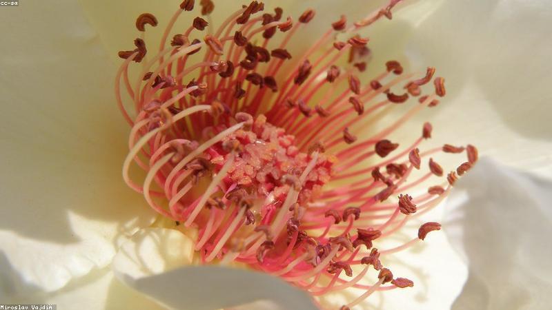 Sự tĩnh lặng trong trà đạo