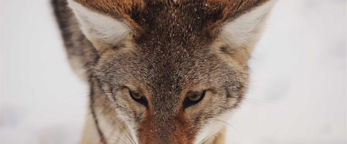 Skateboard Vision 2027