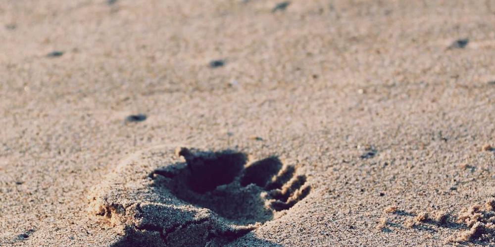 Traditional vs AI Cost