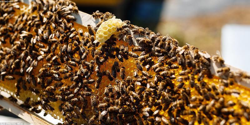 Thu hoạch mật ong hữu cơ