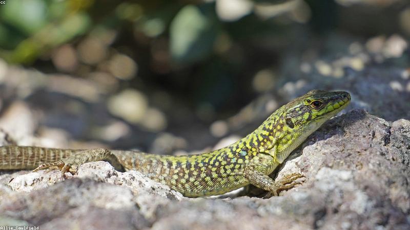 Ứng dụng AI trong giáo dục