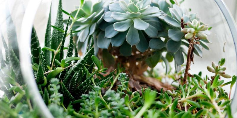 Strawberry Dream Cupcake